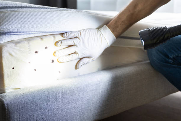 Best Local Pest Control Services  in Timmonsville, SC