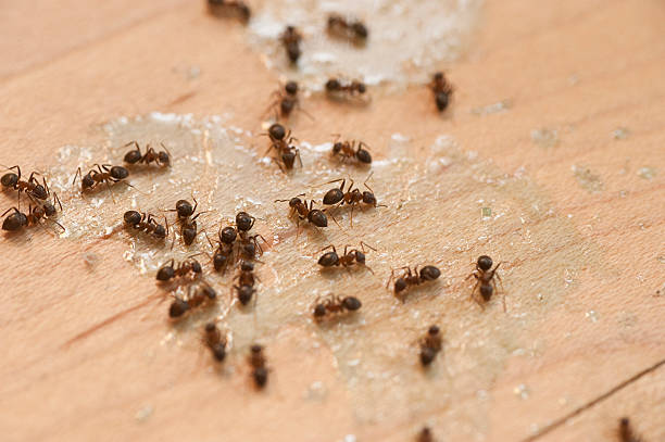 Best Termite Control Services  in Timmonsville, SC