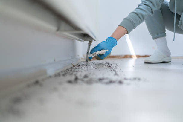 Best Wasp Removal Services  in Timmonsville, SC